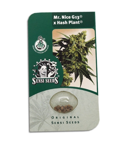 Семена сорта   Mr Nice G13 X Hash Plant regular (Sensi Seeds) 