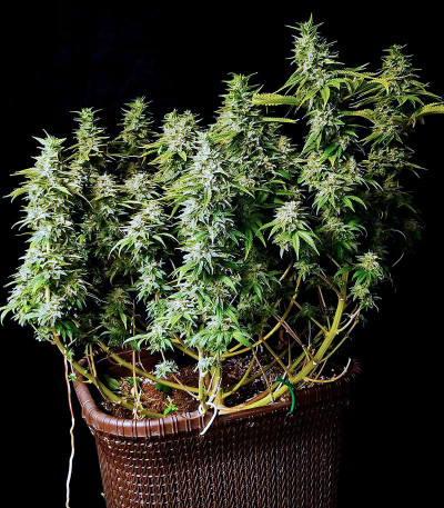 Семена сорта   Satori fem (Mandala Seeds) 