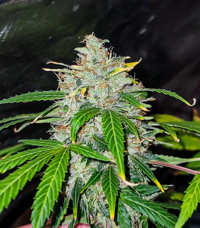 Семена сорта   Gelato Glue Autoflower fem (Easy Grow Seeds) 