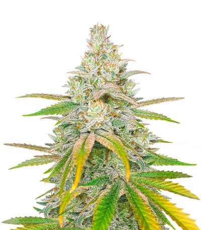 Семена сорта   Sativa Mix fem (Herbies Seeds) 