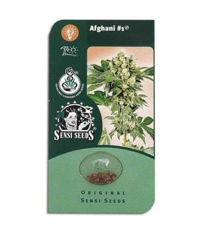 Семена сорта   Afghani #1 regular (Sensi Seeds) 