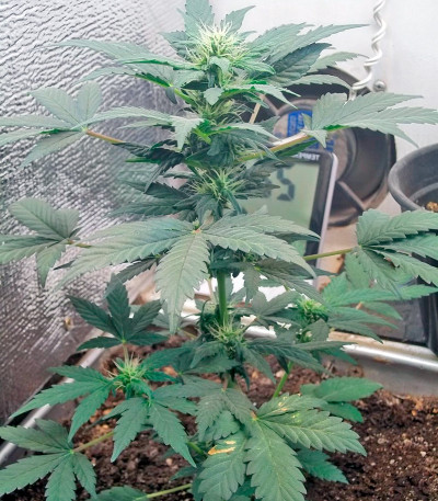 Семена сорта   Fruit Autoflowering fem (Dinafem Seeds) 