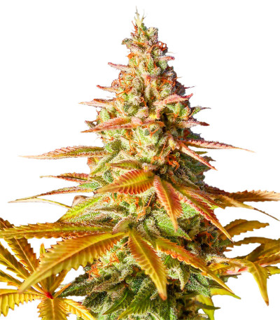 Семена сорта   Original Clon fem (Blimburn Seeds) 