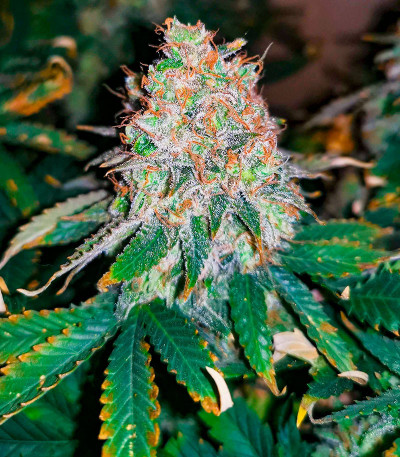 Семена сорта   Ninja Zkittles fem (Dr. Krippling Seeds) 