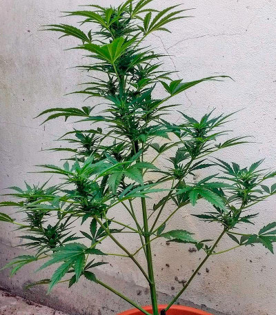 Семена сорта   Cheese XXL Autoflowering fem (Dinafem Seeds) 