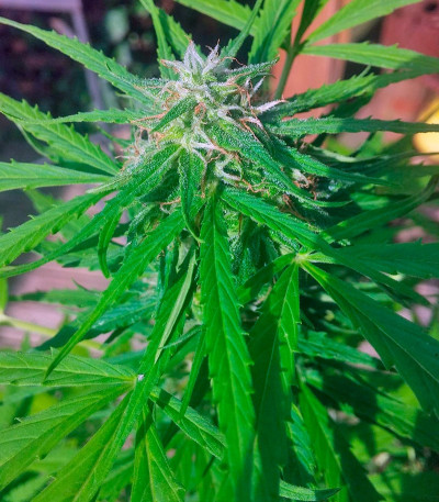 Семена сорта   Vertigo auto fem (Paradise Seeds) 