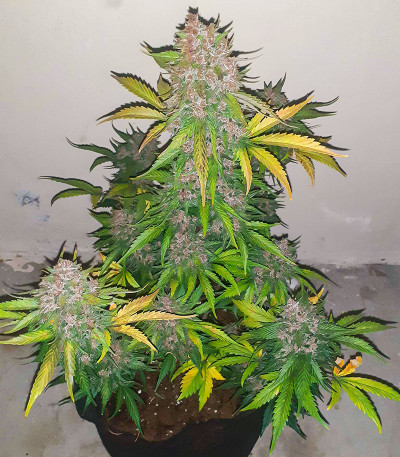 Семена сорта   Cherry Cola Auto fem (FastBuds) 