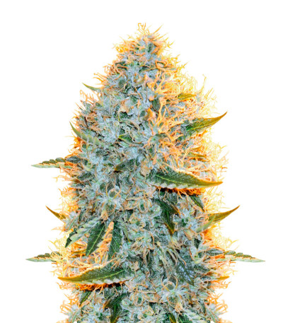 Семена сорта   Big Bazooka fem (Anesia Seeds) 