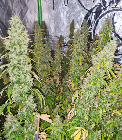 Семена сорта   Auto CBD-Victory fem (Dutch Passion) 