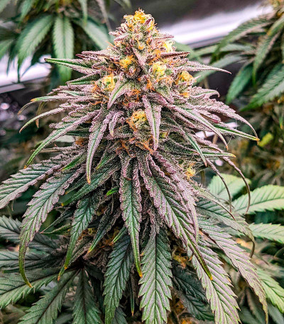 Семена сорта   Dolly Kush fem (Dr. Krippling Seeds) 