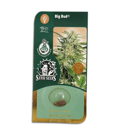 Семена сорта   Big Bud regular (Sensi Seeds) 