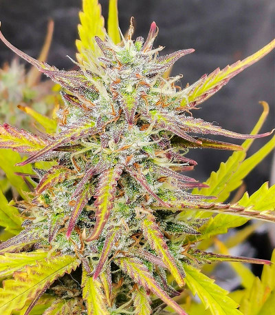 Семена сорта   Fat Pete's Cookies Auto fem (Dutch Passion) 