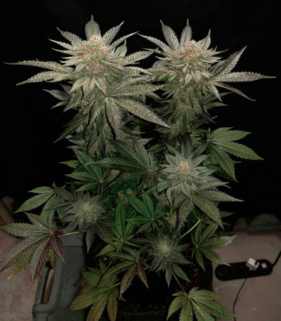 Семена сорта   The New fem (Humboldt Seeds) 