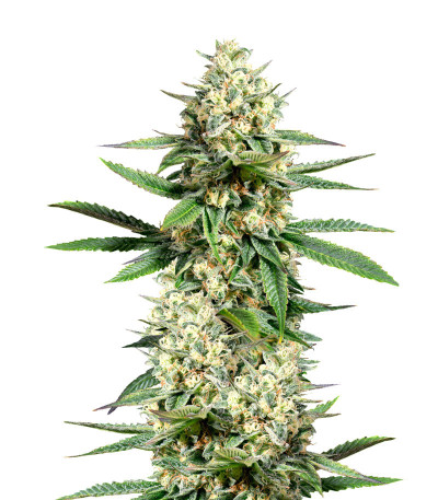 Семена сорта   Nova OG fem (Anesia Seeds) 